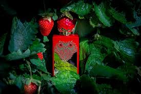 Stephane Humbert Lucas Venom Incarnat NEW